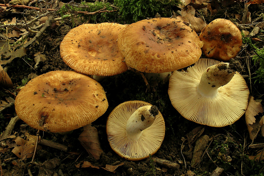 Russula subfoetens (door Henk Huijser)