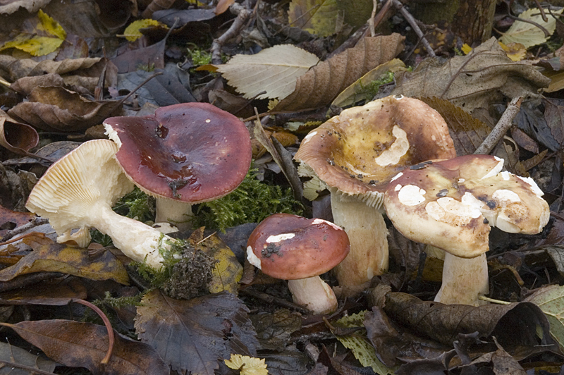 Russula subrubens (door Nico Dam)