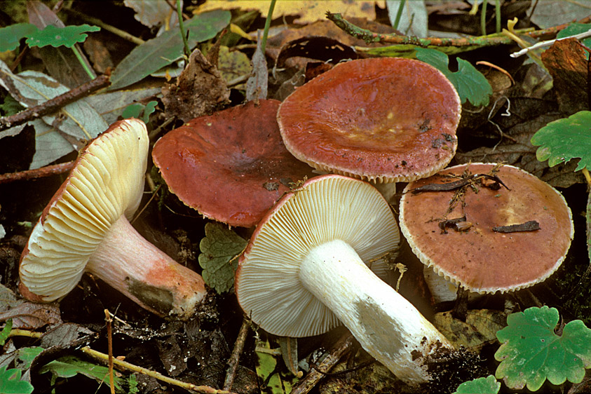 Russula subrubens (door Henk Huijser)