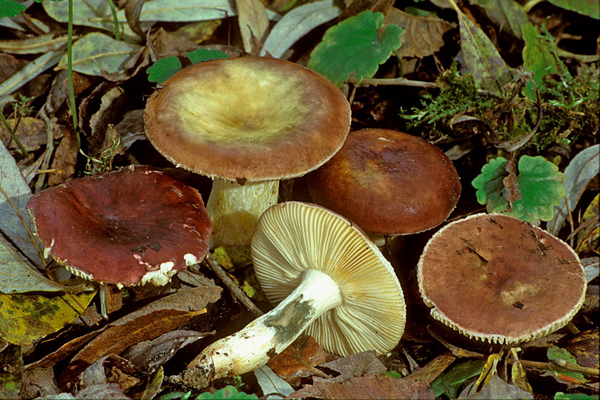 Russula subrubens (door Henk Huijser)