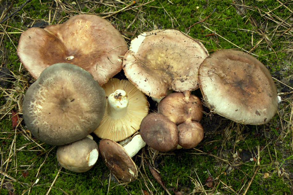 Russula subterfurcata (door Jaap Wisman)