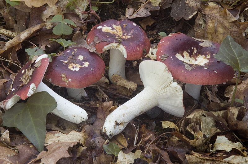 Russula undulata (door Nico Dam)