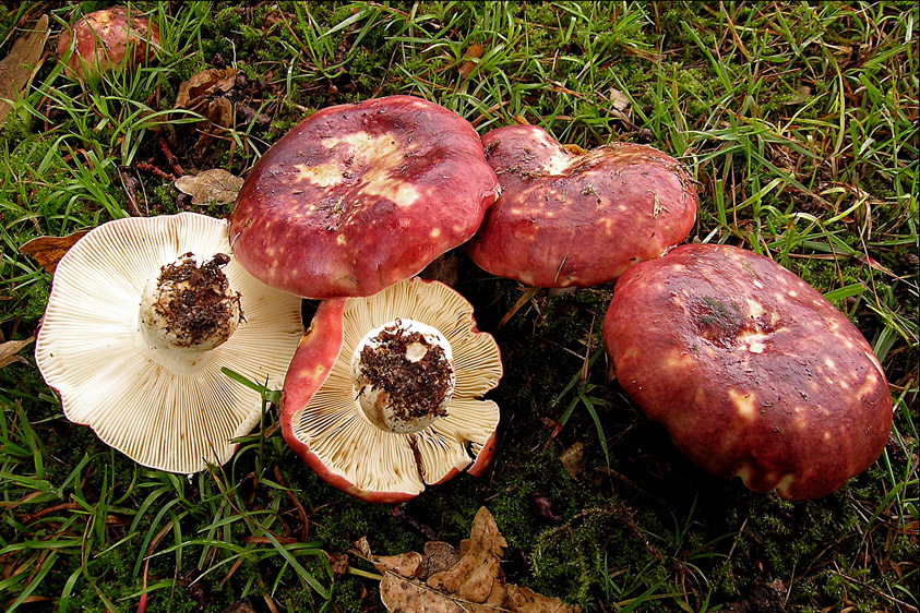 Russula undulata (door Henk Huijser)