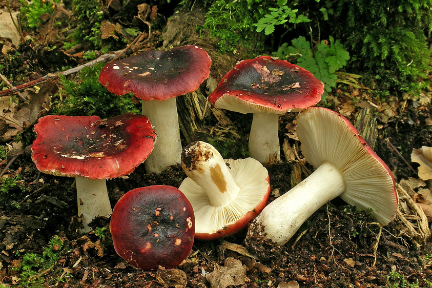 Russula undulata (door Henk Huijser)