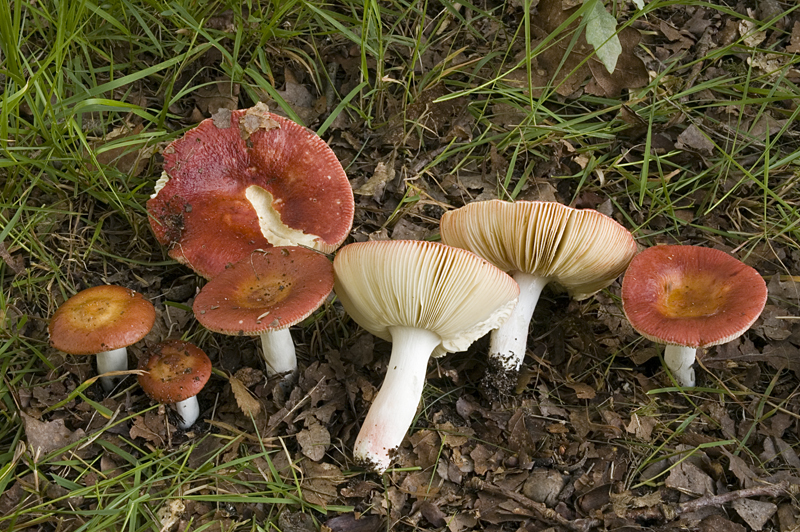 Russula velenovskyi (door Nico Dam)