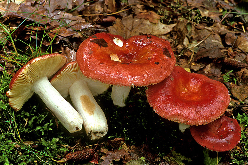 Russula velenovskyi (door Henk Huijser)