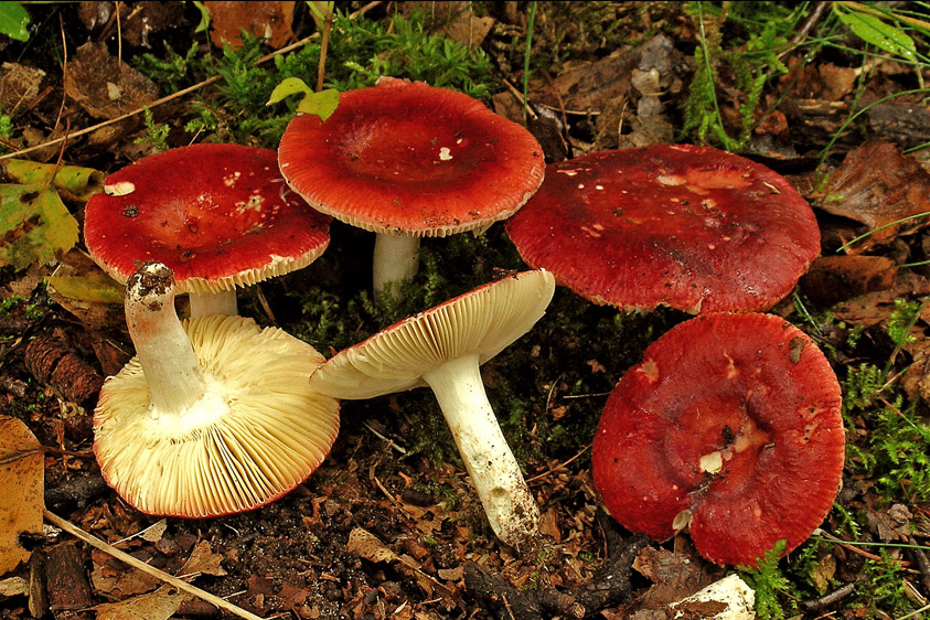 Russula velenovskyi (door Henk Huijser)