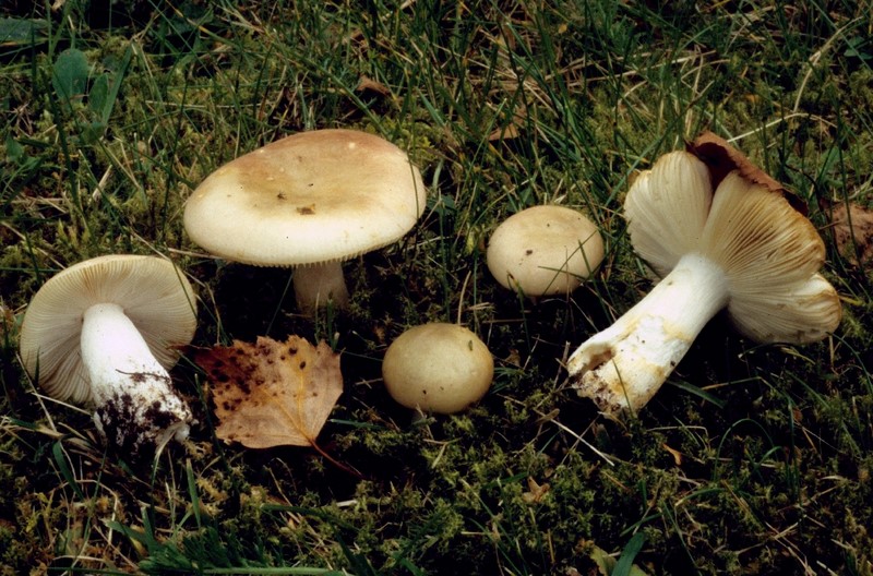 Russula versicolor (door Eef Arnolds)