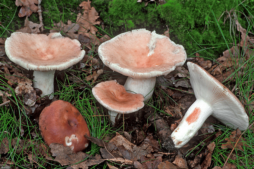 Russula vesca (door Henk Huijser)