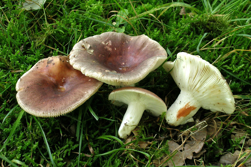 Russula vesca (door Henk Huijser)