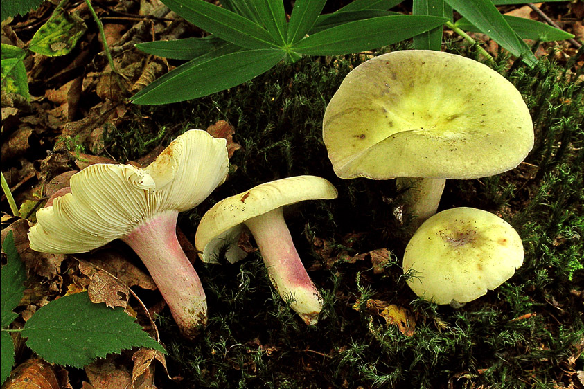 Russula violeipes (door Henk Huijser)