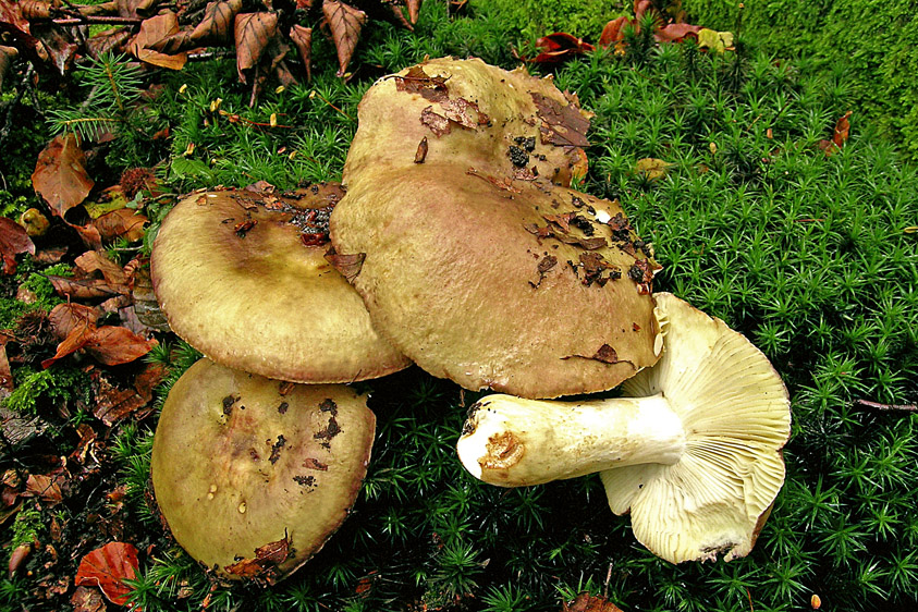 Russula viscida (door Henk Huijser)