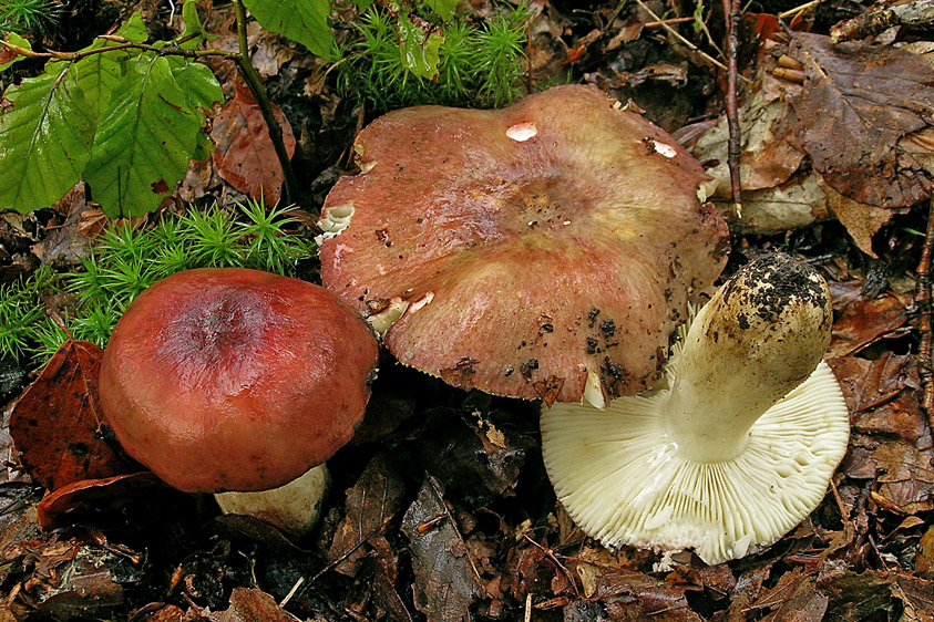 Russula viscida (door Henk Huijser)