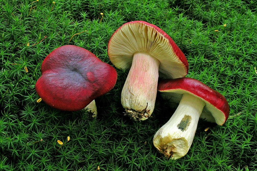 Russula xerampelina (door Henk Huijser)