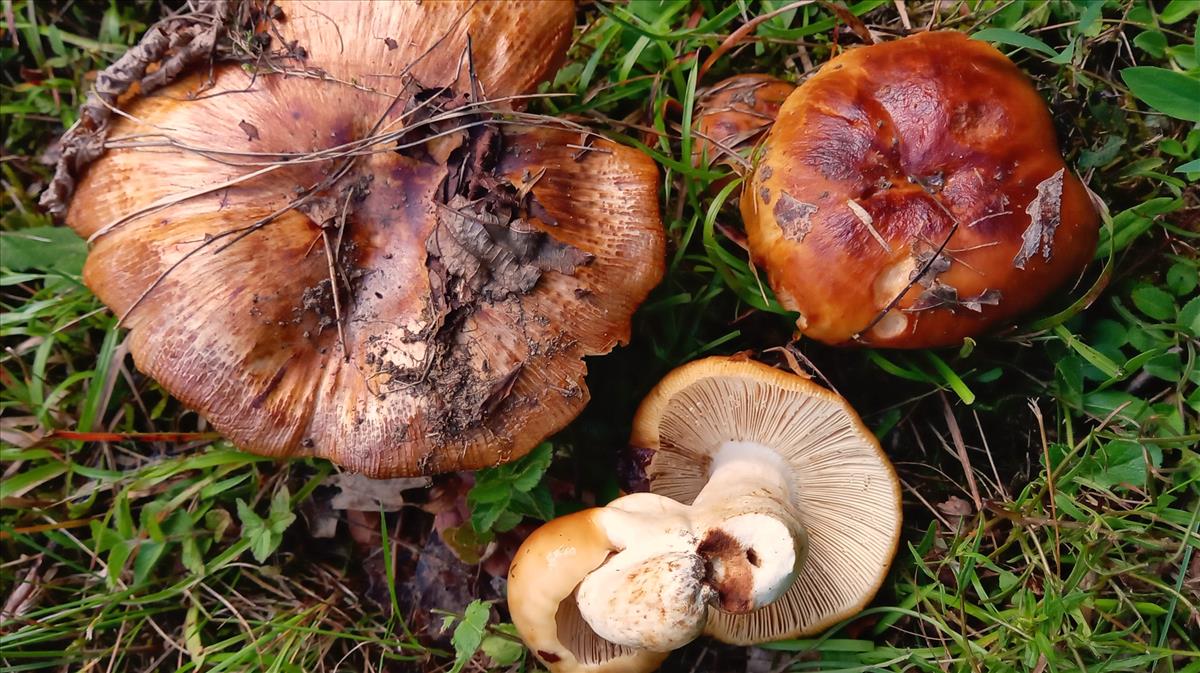 Russula foetens (door Aldert Gutter)