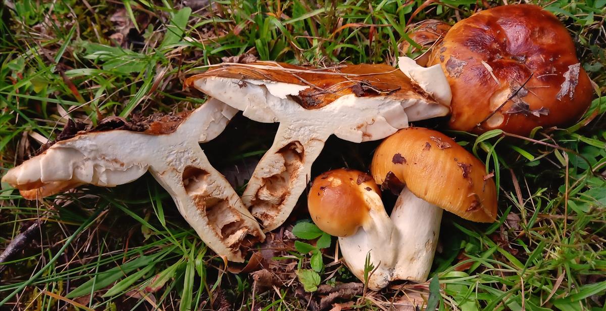 Russula foetens (door Aldert Gutter)