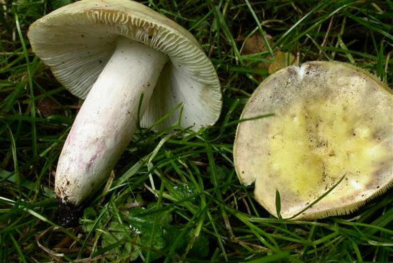 Russula violeipes (door Emma van den Dool)