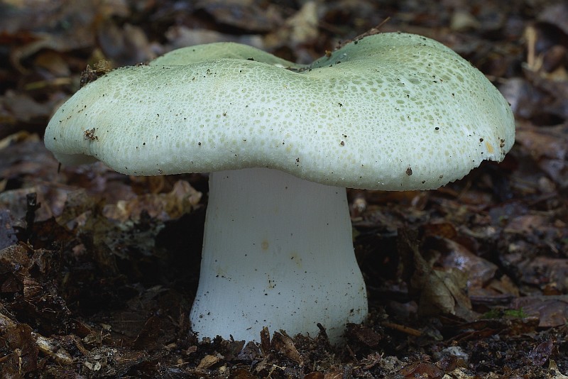 Russula virescens (door Gio van Bernebeek)