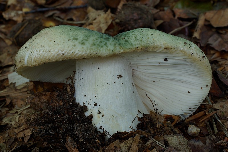 Russula virescens (door Gio van Bernebeek)