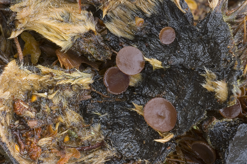 Rutstroemia echinophila (door Nico Dam)