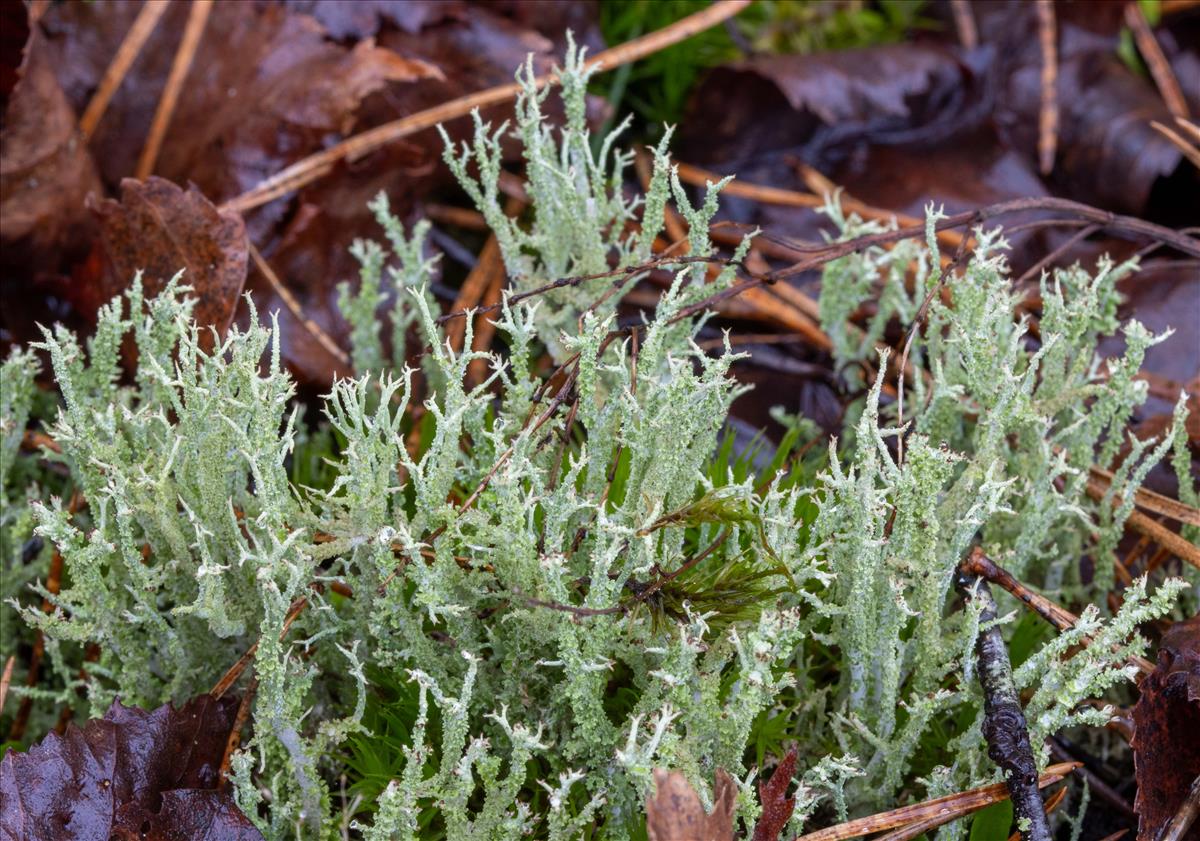 Cladonia scabriuscula (door Jan Vogel)