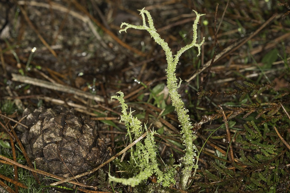 Cladonia scabriuscula (door Paul Schrama)