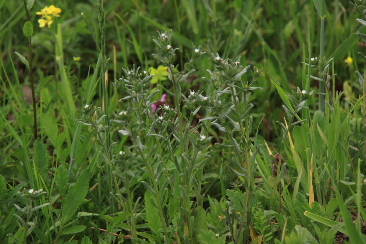 Lithospermum arvense (door Peter Meininger)