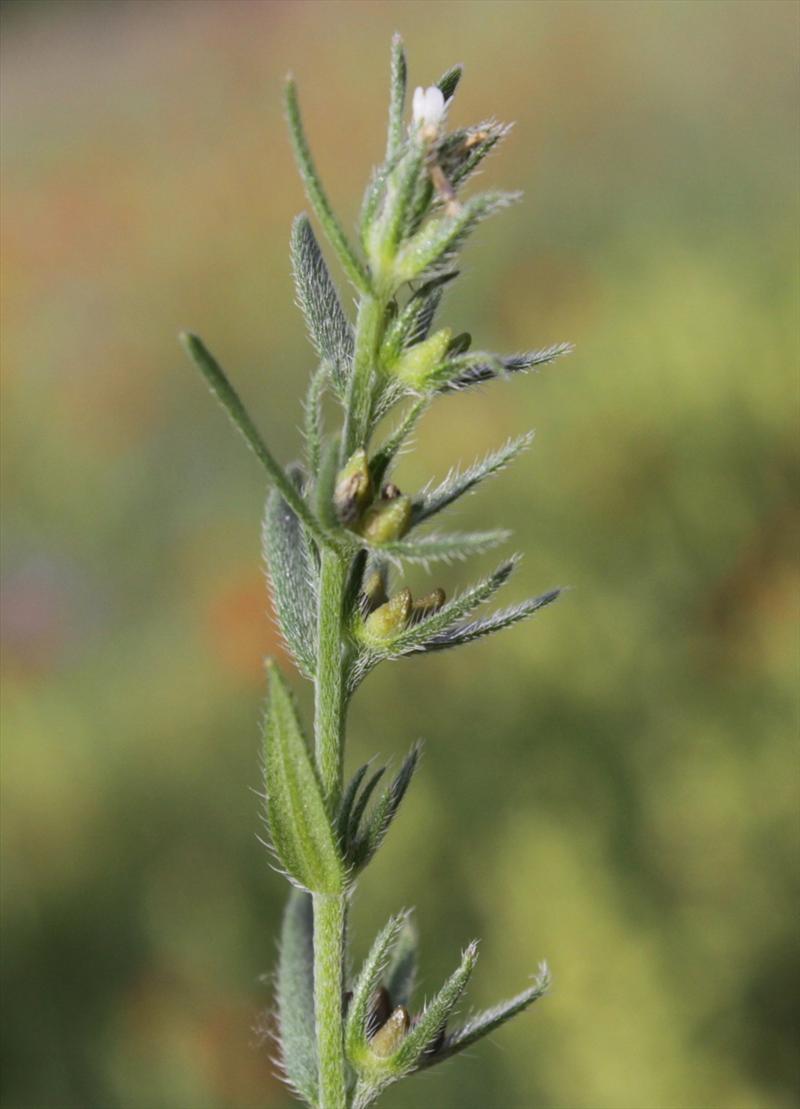 Lithospermum arvense (door Peter Meininger)