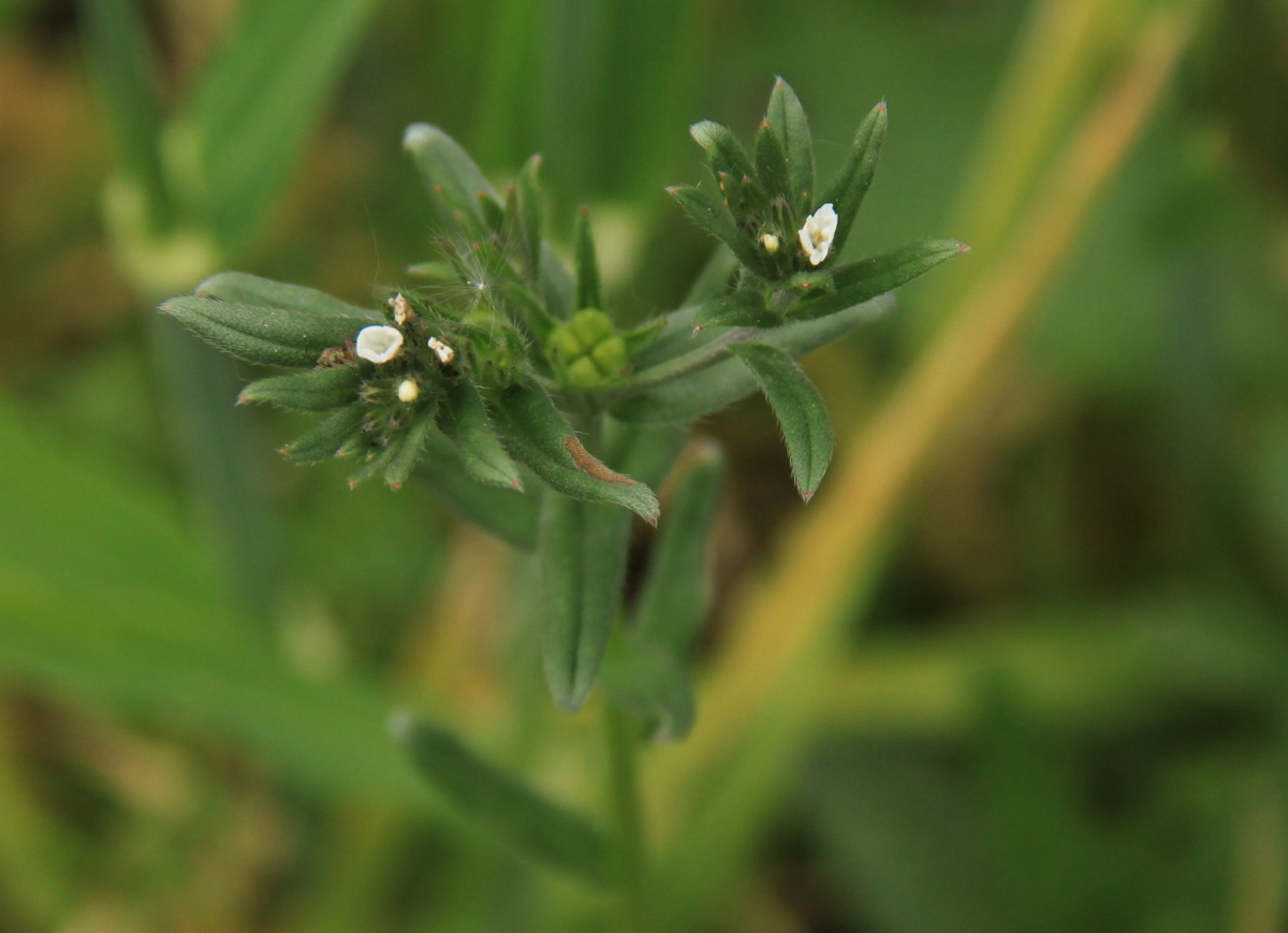 Lithospermum arvense (door Peter Meininger)