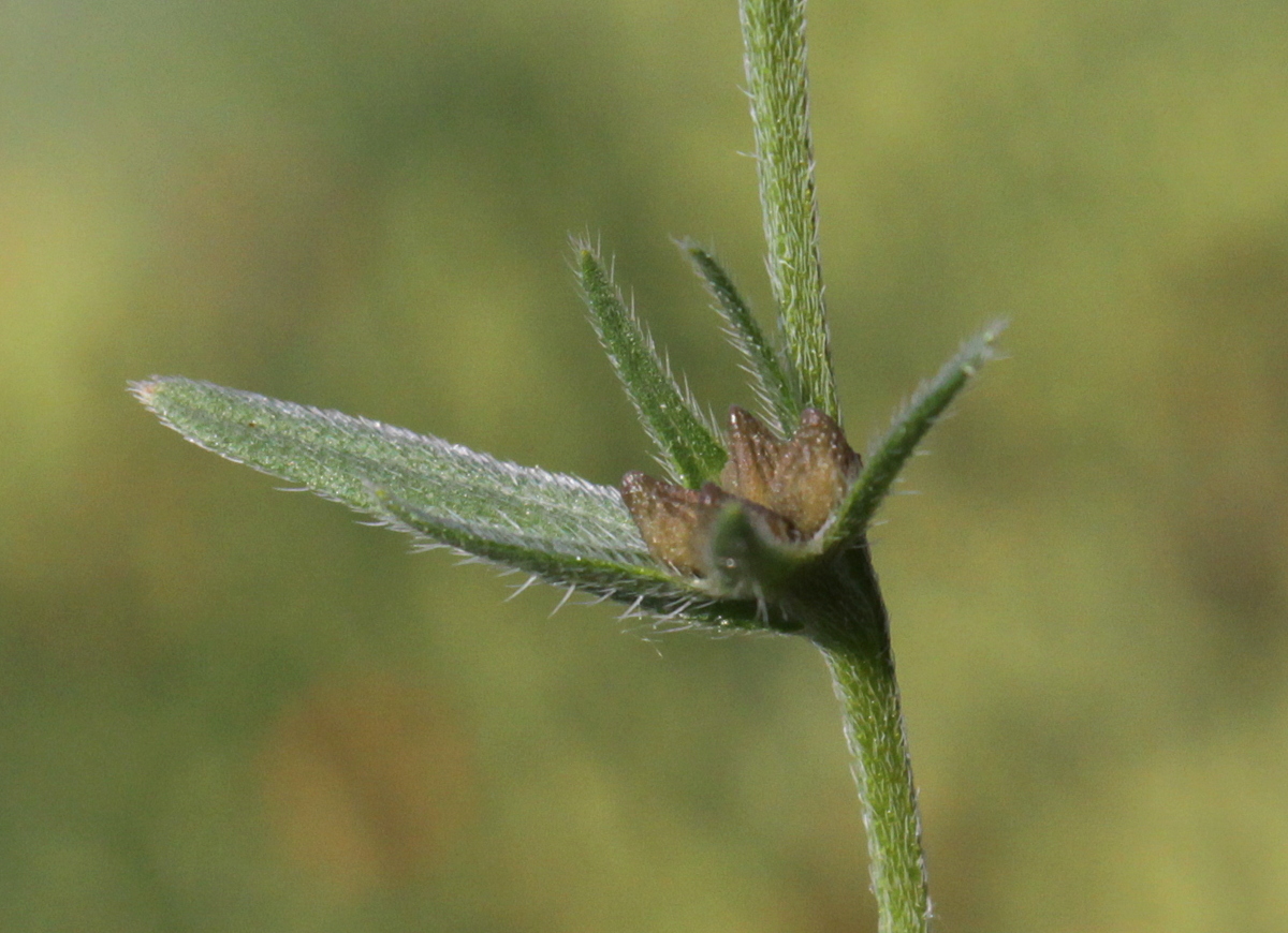 Lithospermum arvense (door Peter Meininger)