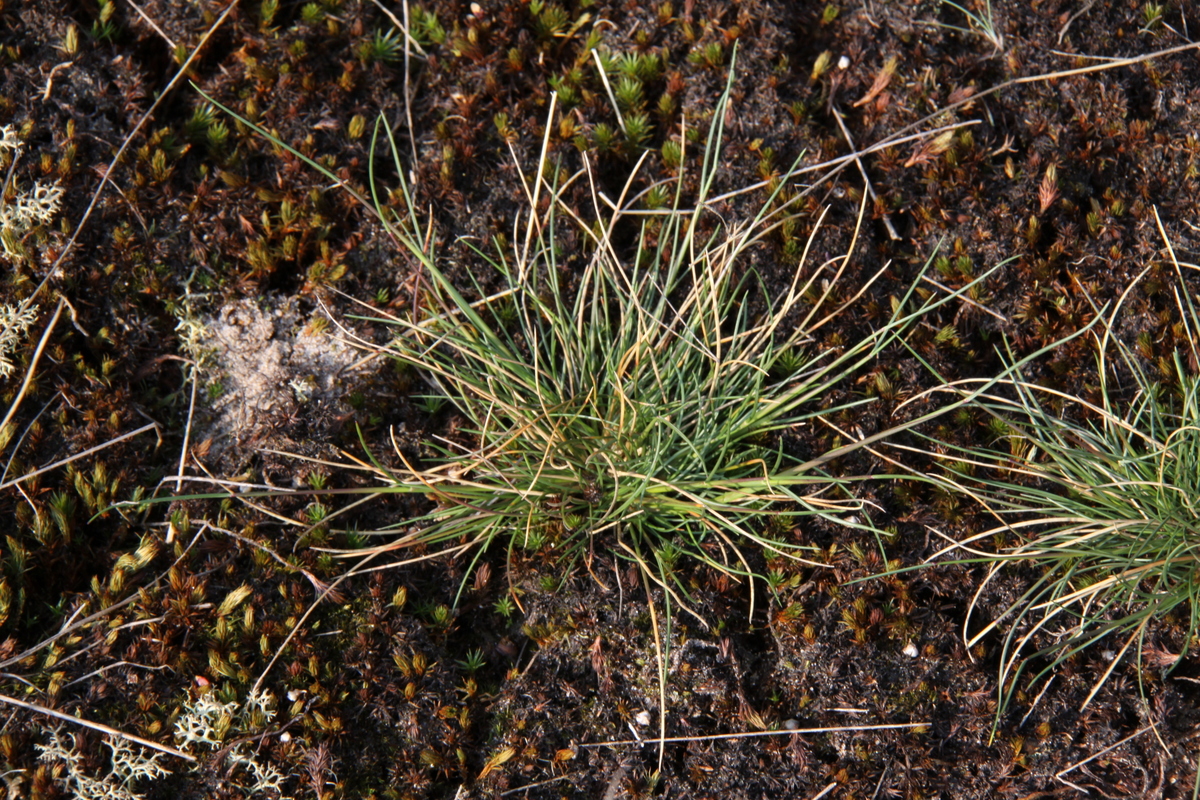 Festuca guestfalica subsp. hirtula (door Peter Meininger)