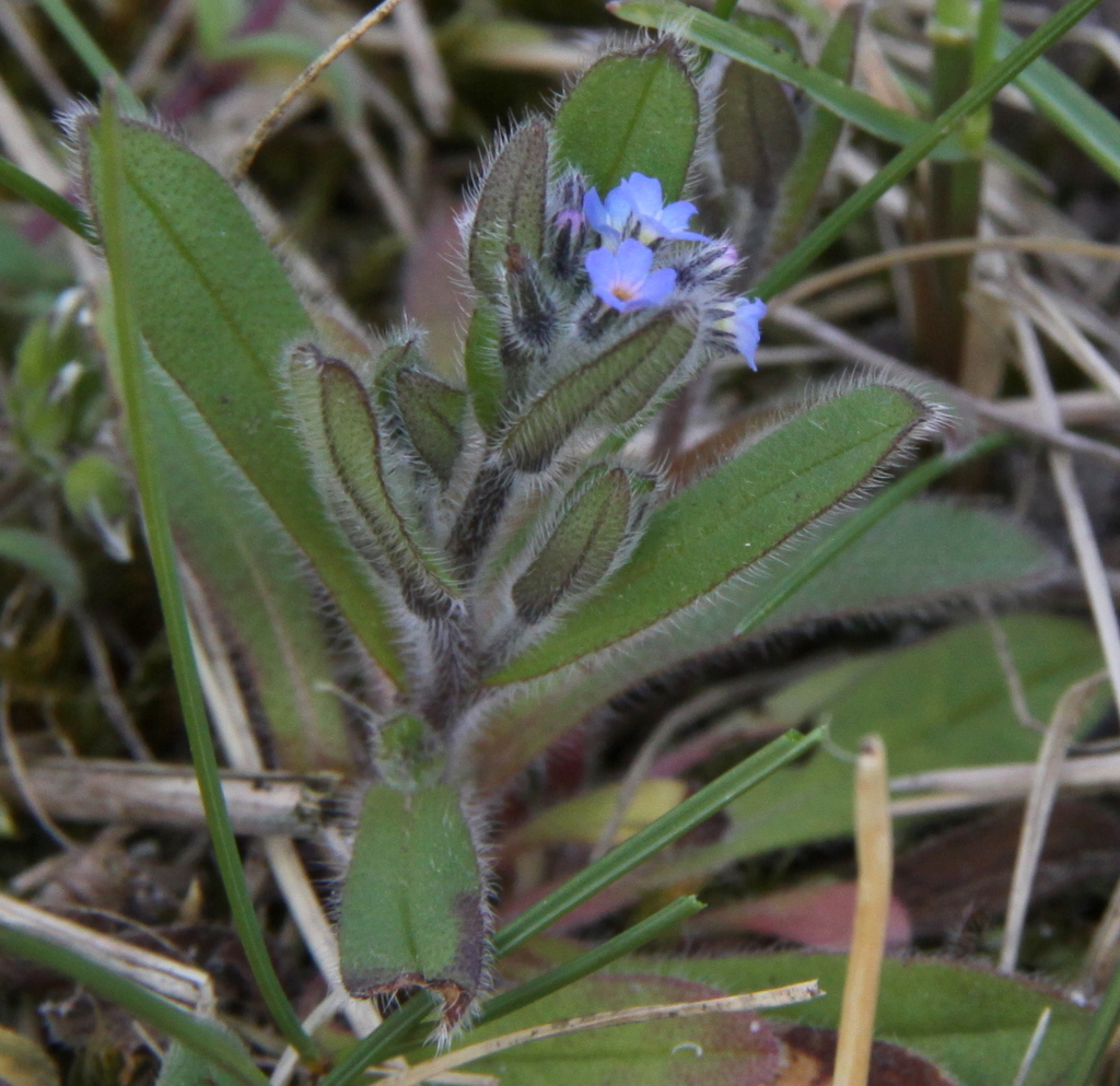 Myosotis ramosissima (door Peter Meininger)