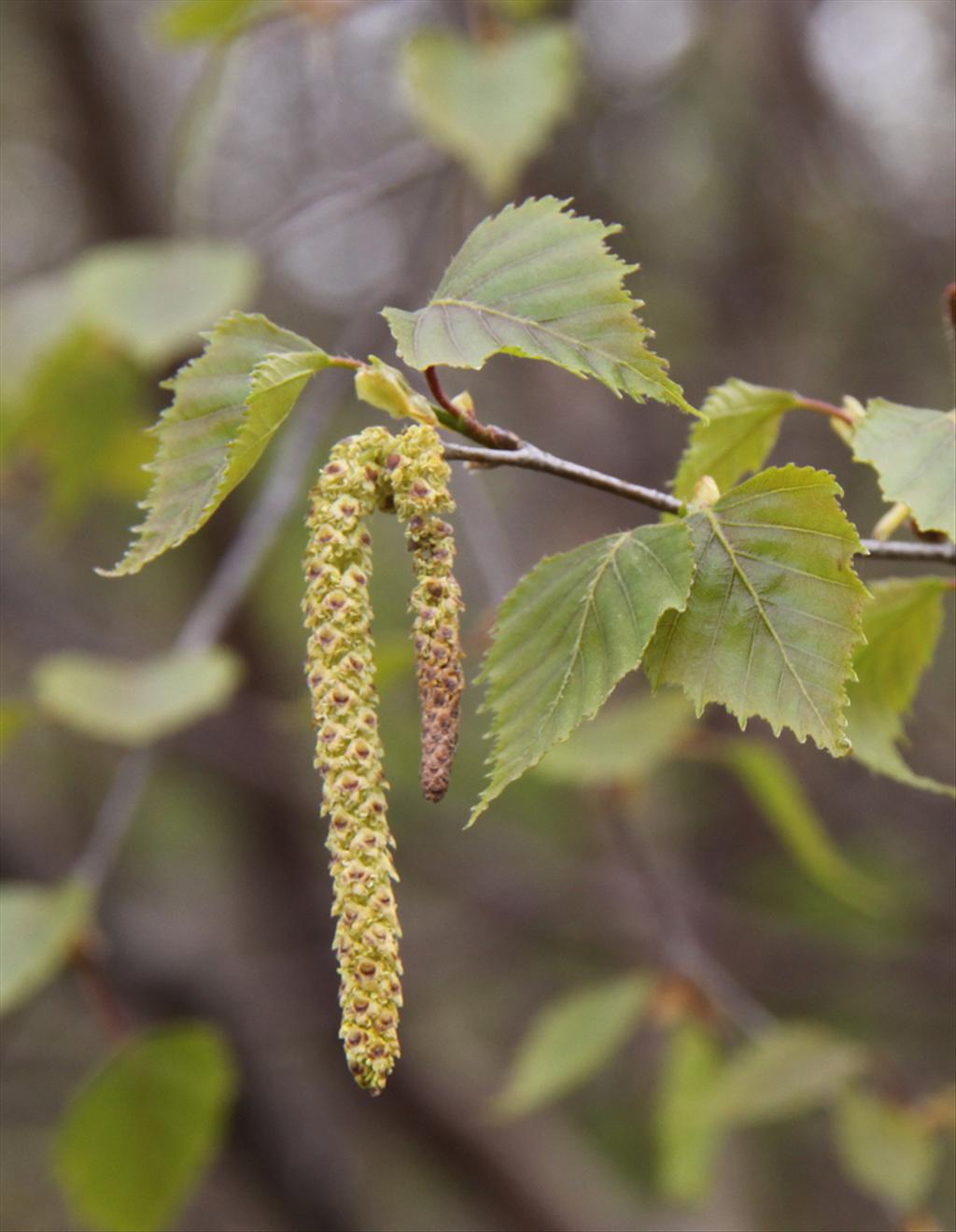 Betula pendula (door Peter Meininger)