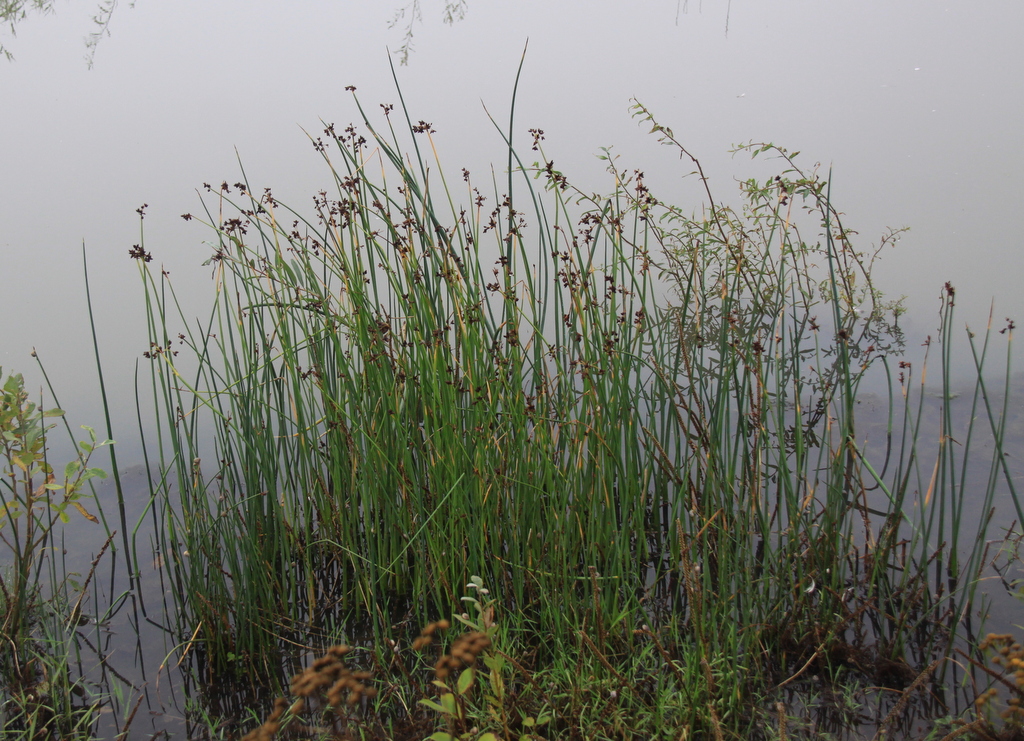 Schoenoplectus tabernaemontani (door Peter Meininger)