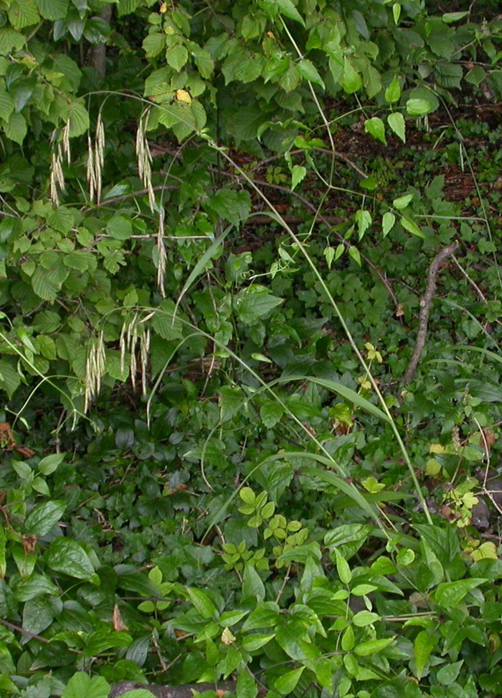 Bromopsis ramosa subsp. ramosa (door Peter Meininger)