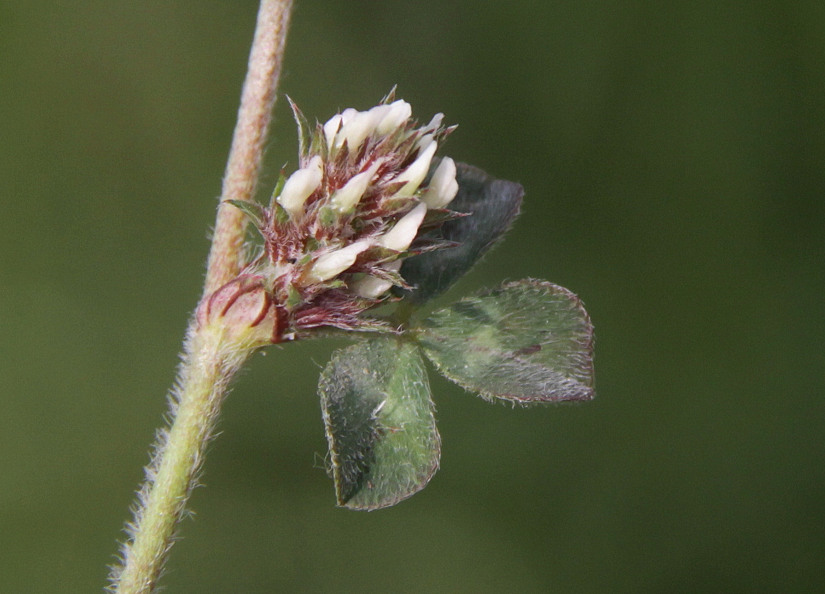 Trifolium scabrum (door Peter Meininger)