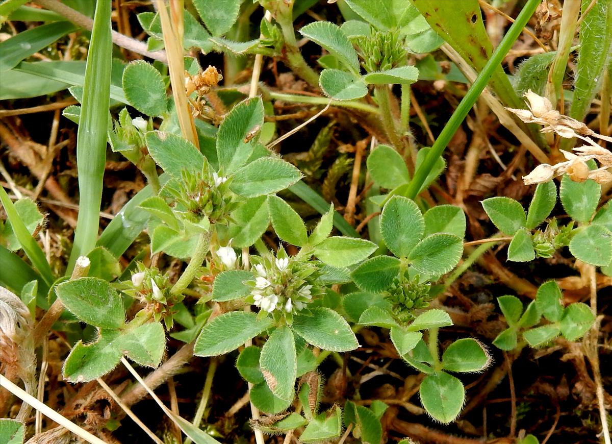 Trifolium scabrum (door Peter Meininger)