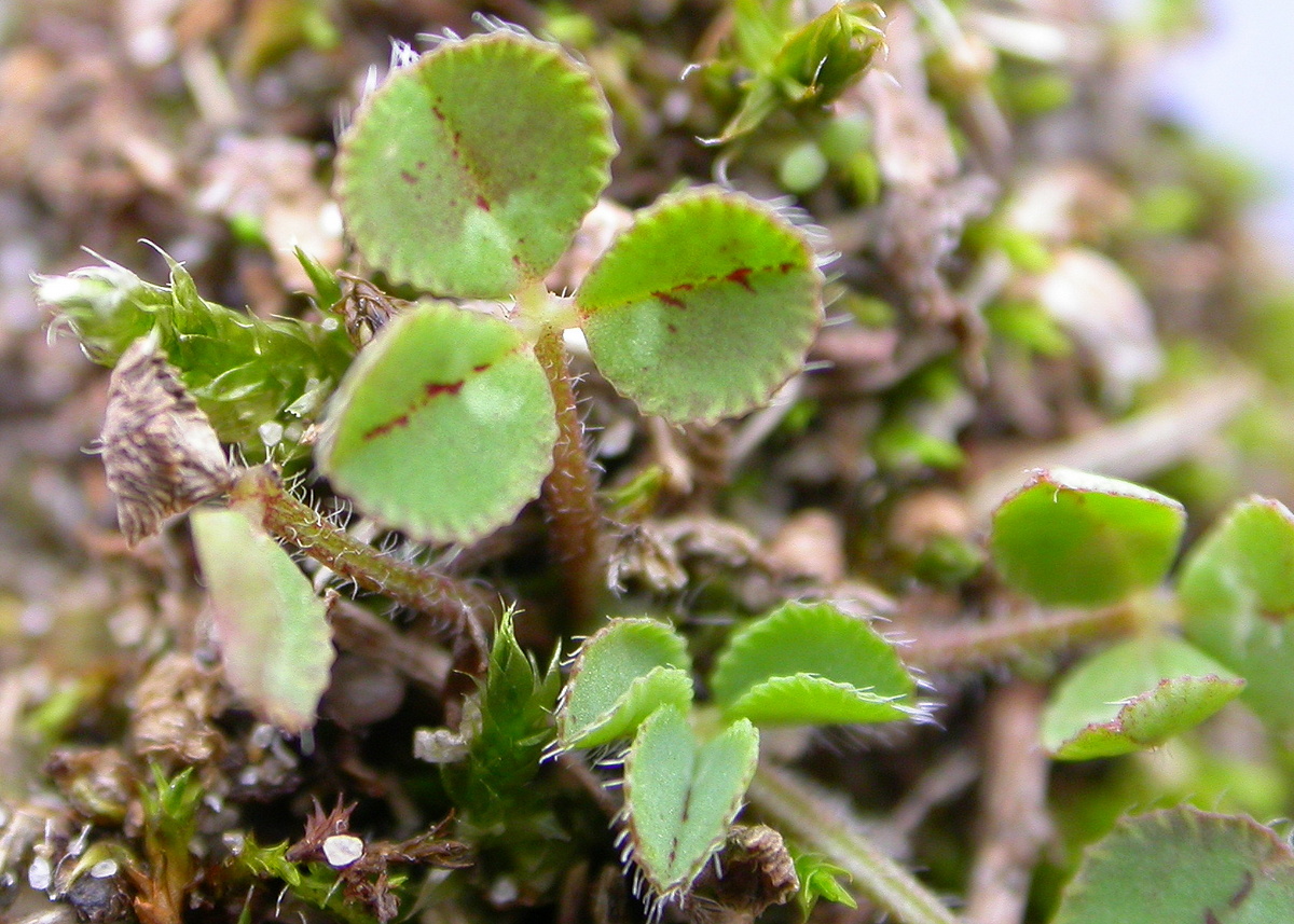 Trifolium scabrum (door Peter Meininger)