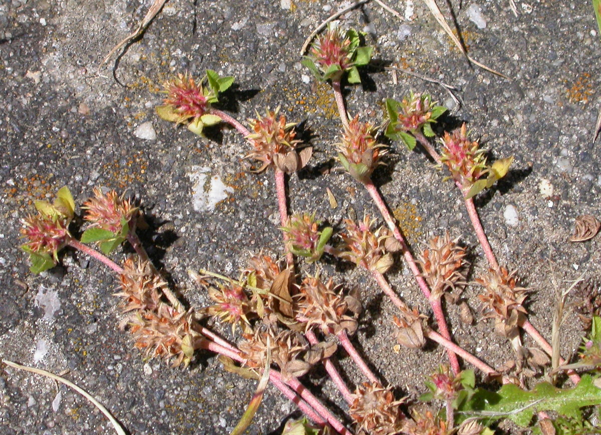 Trifolium scabrum (door Peter Meininger)