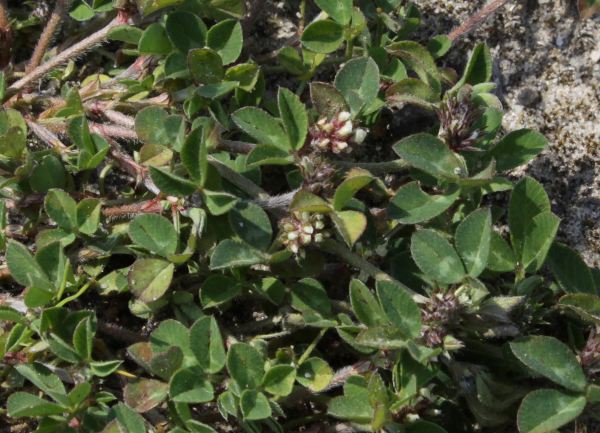 Trifolium scabrum (door Peter Meininger)