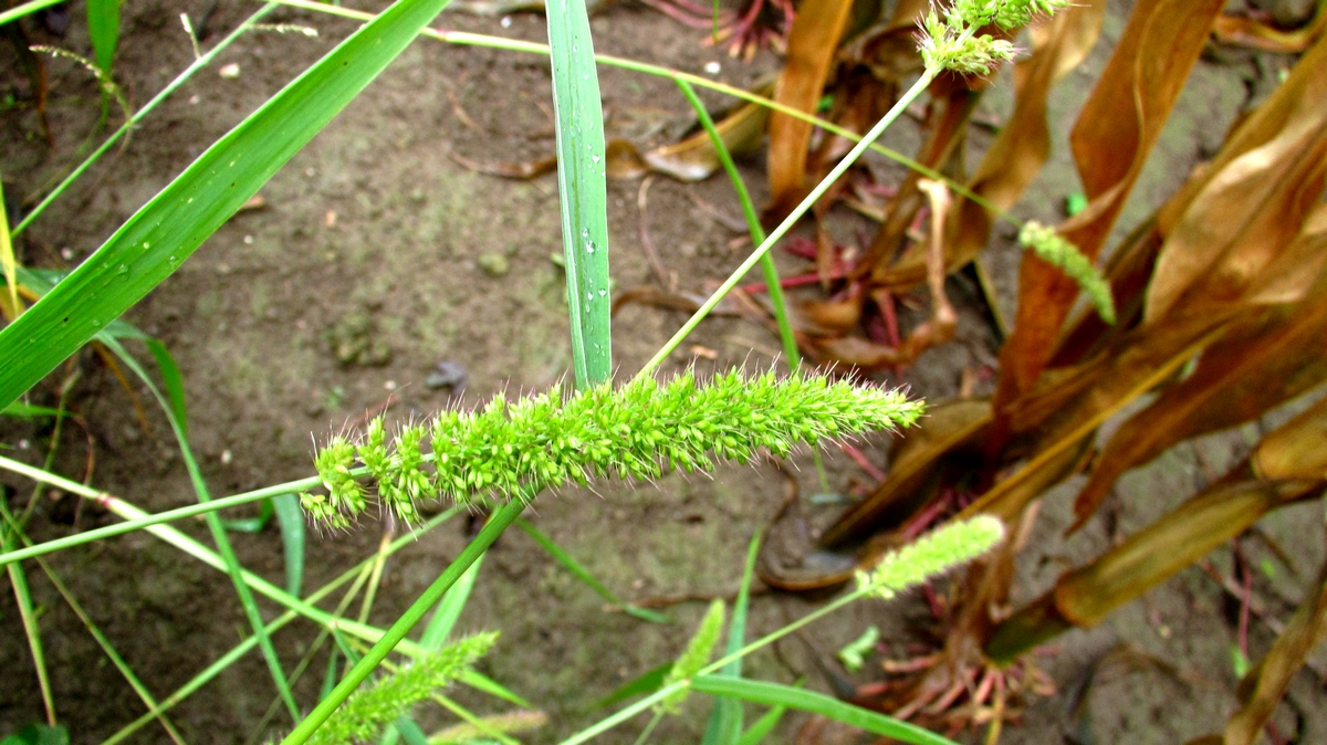 Setaria verticilliformis (door Joke Schaminée-Sluis)