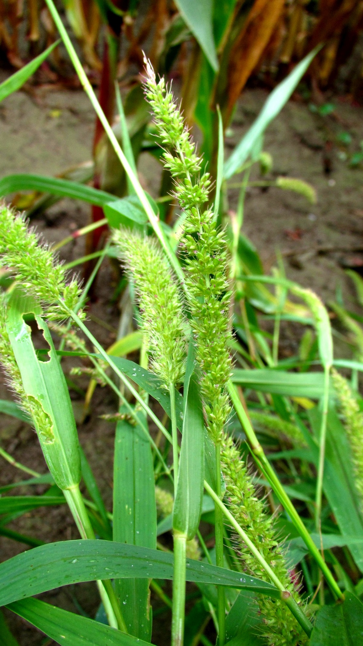 Setaria verticilliformis (door Joke Schaminée-Sluis)