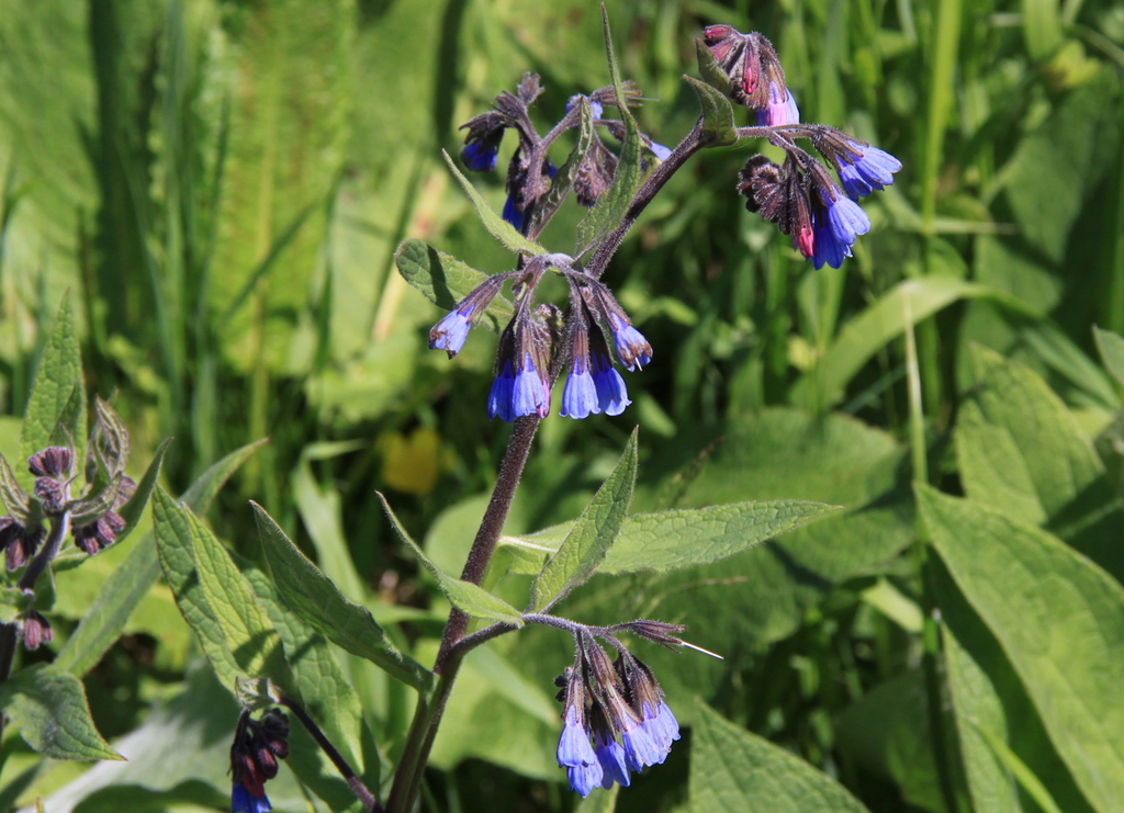 Symphytum caucasicum (door Peter Meininger)