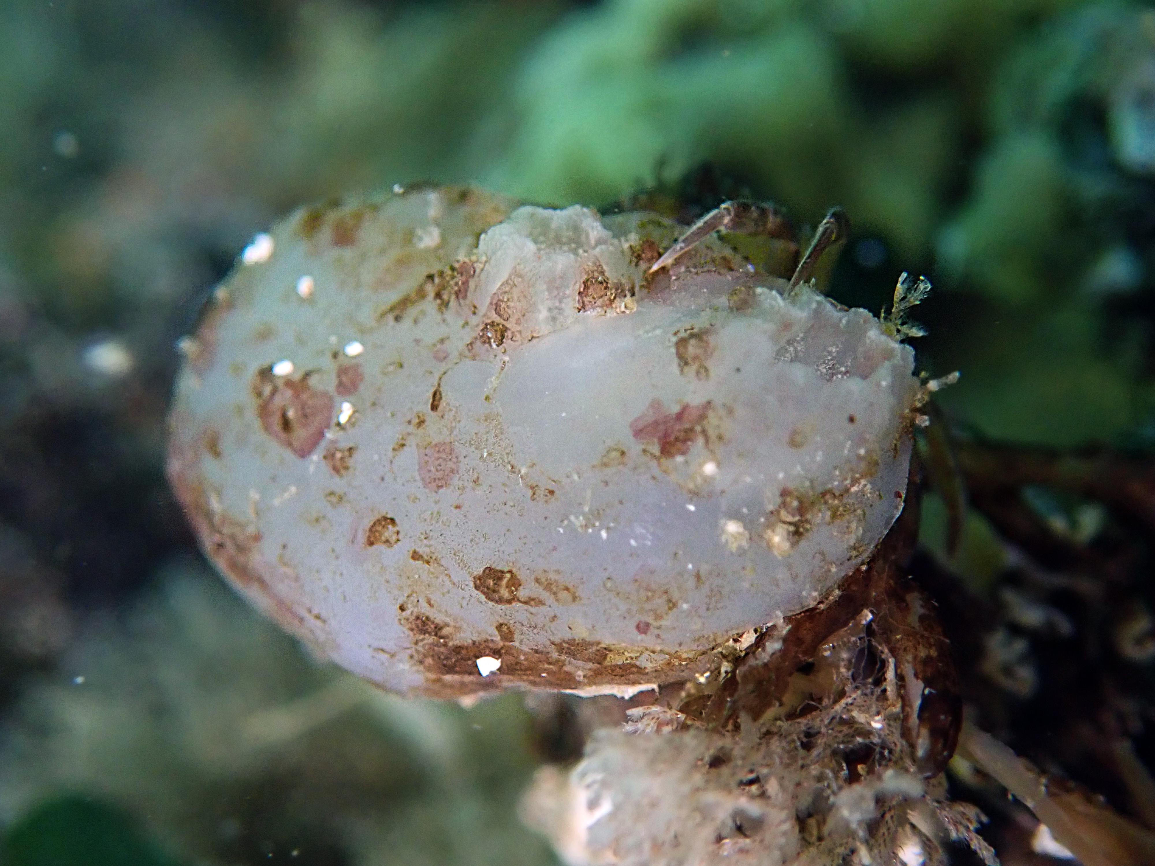 Ascidiella aspersa (door Adriaan Gmelig Meyling)