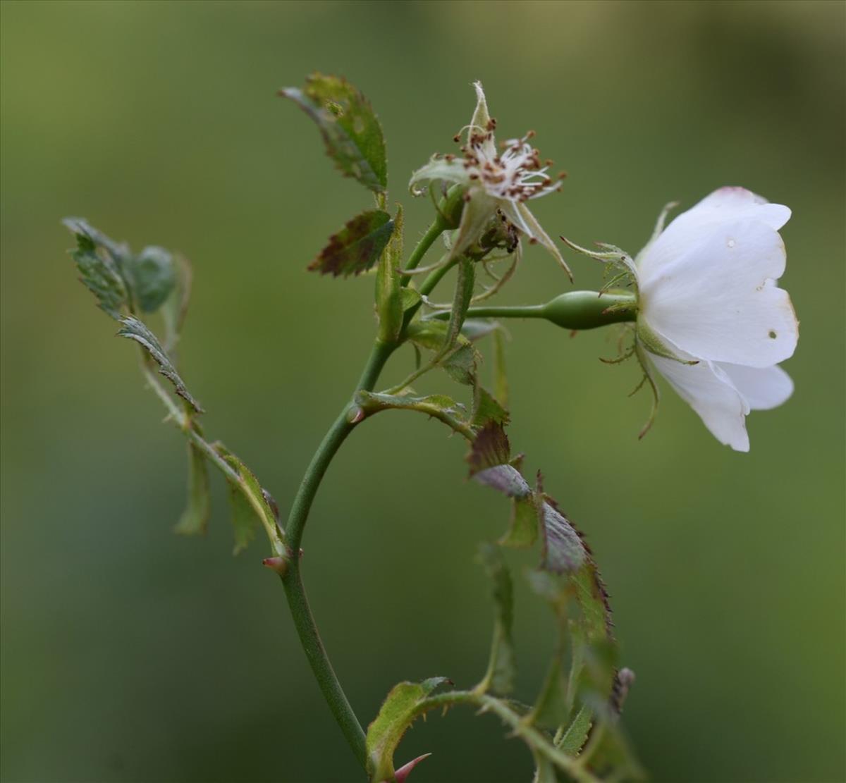 Rosa agrestis (door Jan Klinckenberg)
