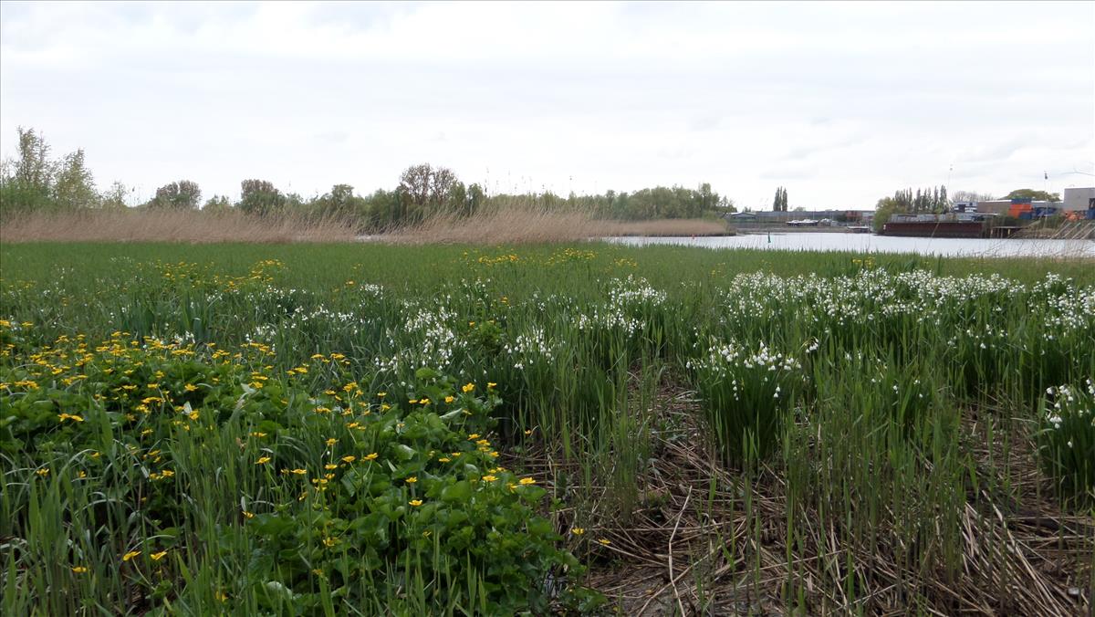 Leucojum aestivum (door Stef van Walsum)