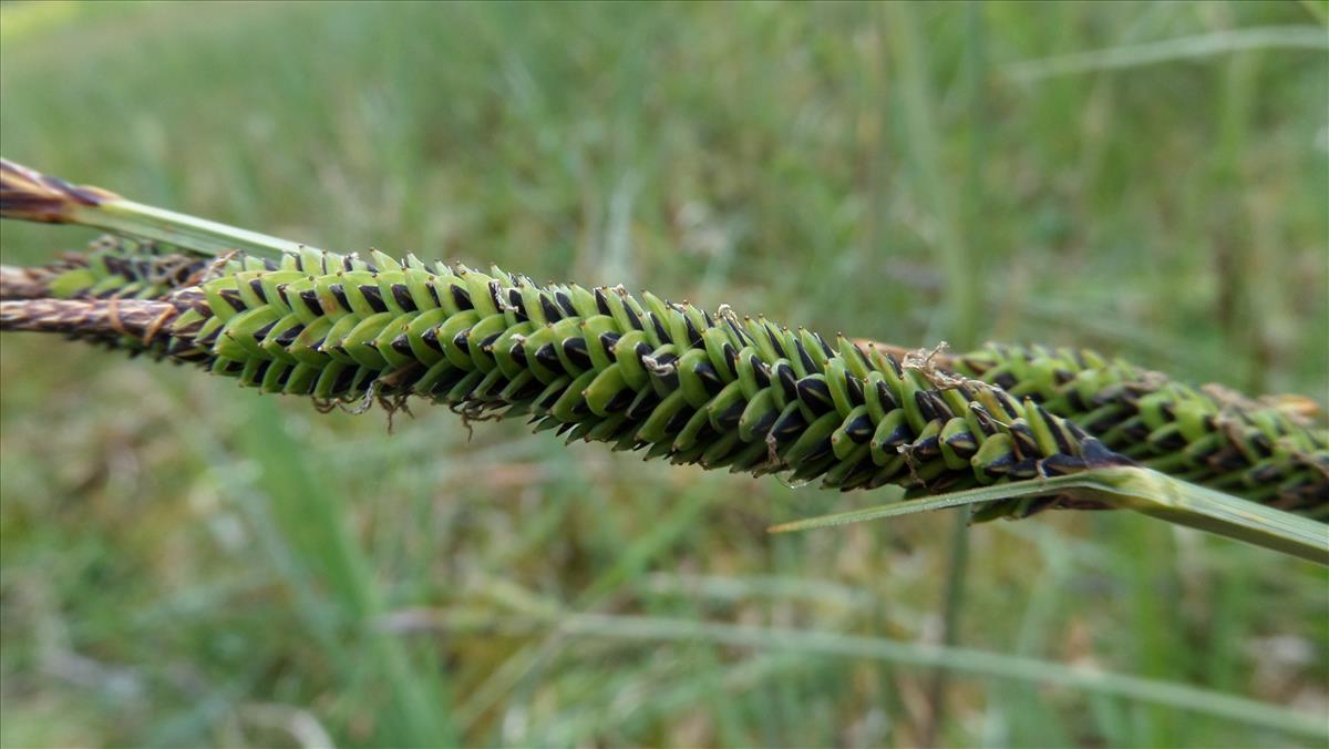 Carex elata (door Stef van Walsum)