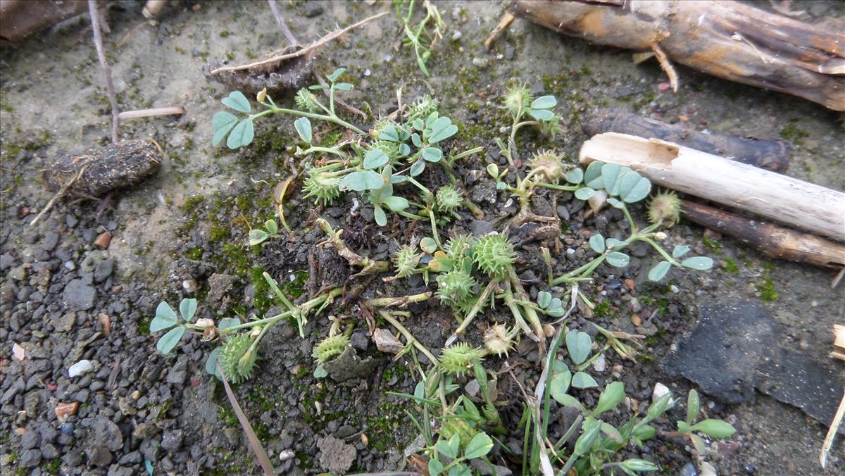 Medicago polymorpha (door Stef van Walsum)