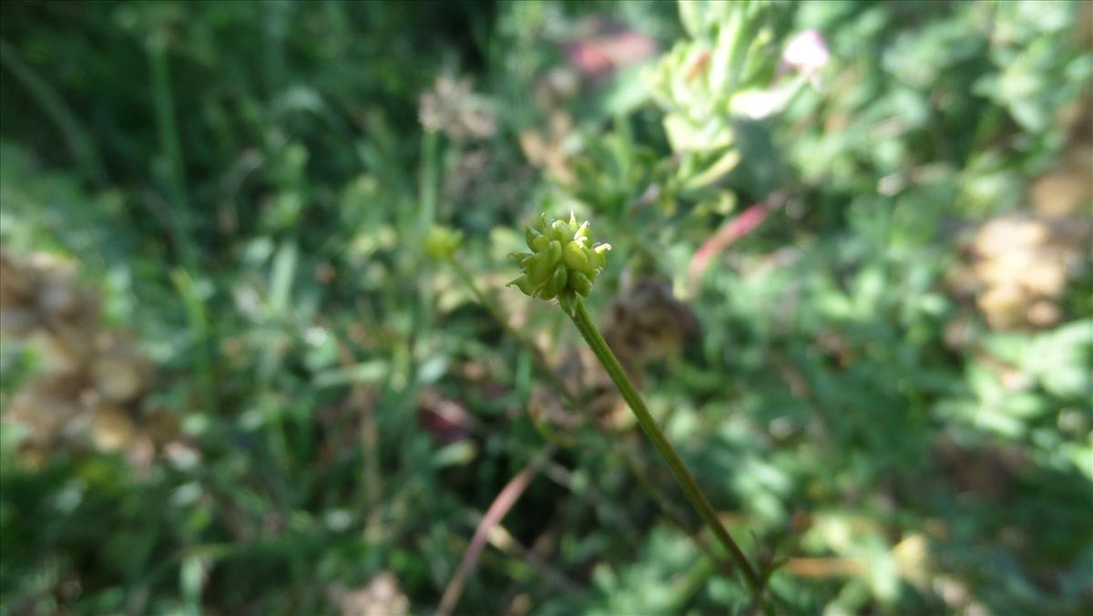 Ranunculus polyanthemos subsp. polyanthemoides (door Stef van Walsum)