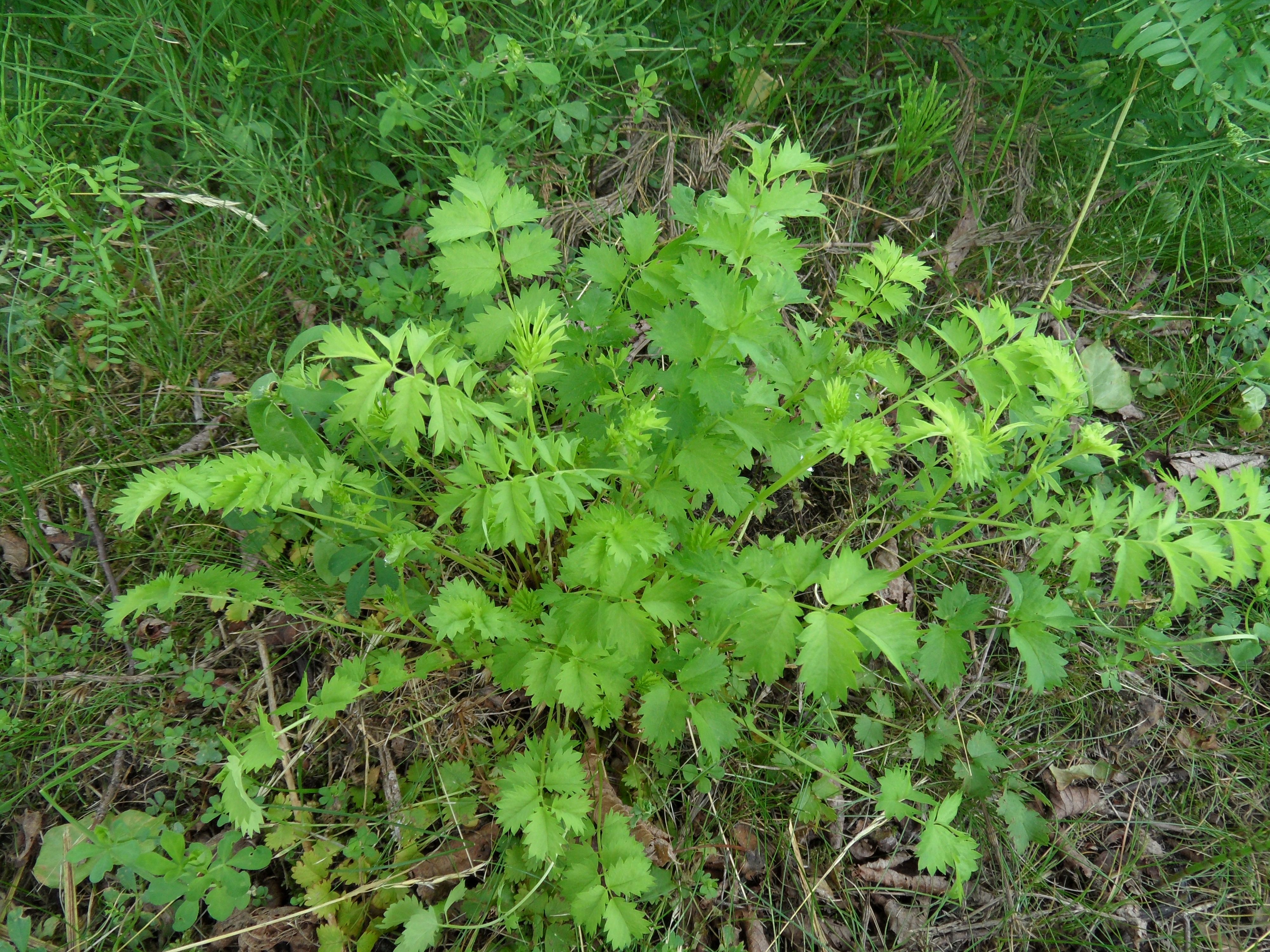 Poterium sanguisorba subsp. balearicum (door Loes van Gorp)